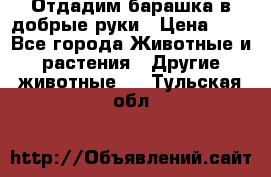 Отдадим барашка в добрые руки › Цена ­ 1 - Все города Животные и растения » Другие животные   . Тульская обл.